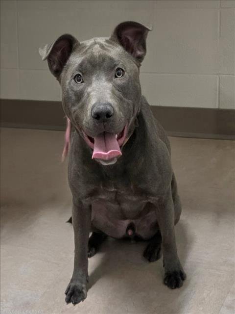 *HIELO - American Pit Bull Terrier available for adoption