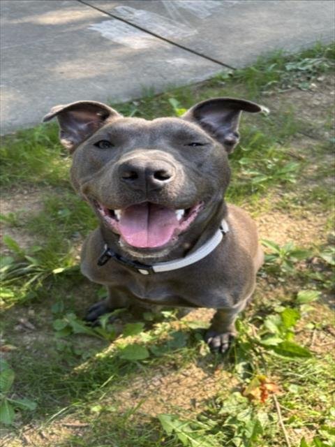 *HIELO - American Pit Bull Terrier available for adoption