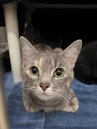 *DOLLY PURRTON - Photo 1