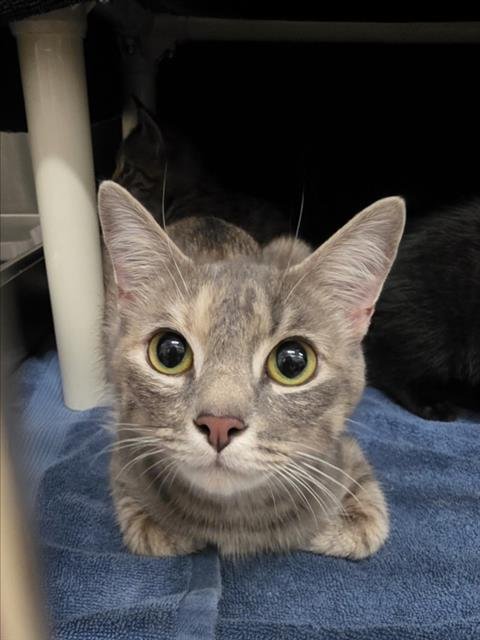*DOLLY PURRTON - Domestic Short Hair available for adoption
