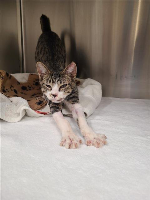 *COUSCOUS - Domestic Short Hair available for adoption