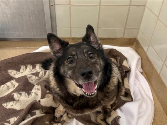 *DUCKIE - Pembroke Welsh Corgi / Norwegian Elkhound available for adoption