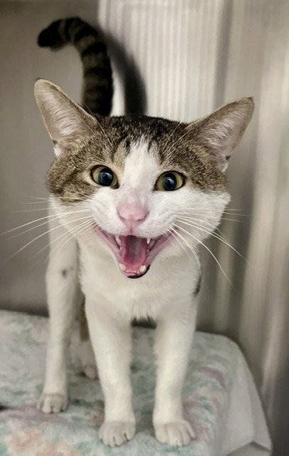 *GUSTY - Domestic Short Hair available for adoption