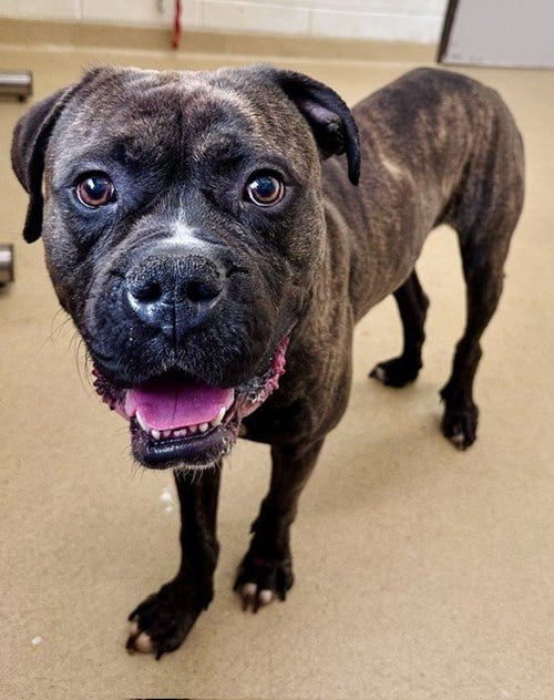 LEO - American Bulldog / American Pit Bull Terrier available for adoption