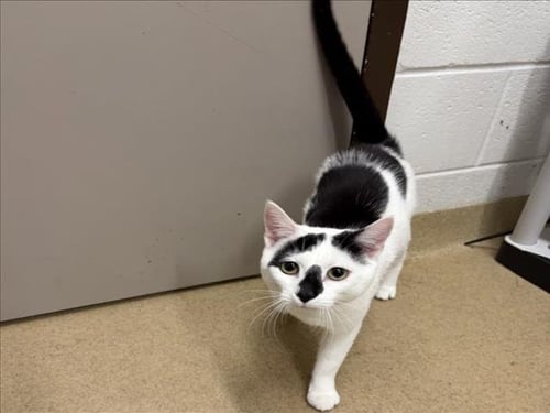 *FRAZIER - Domestic Short Hair available for adoption