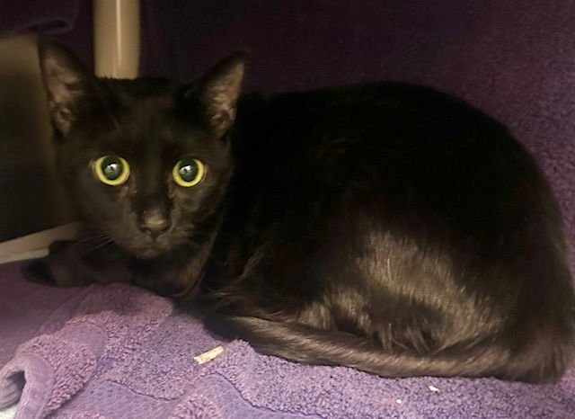 *FOXY - Domestic Short Hair available for adoption