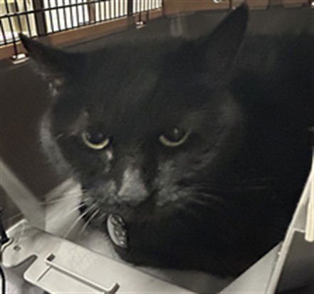 RILEY - Domestic Short Hair available for adoption