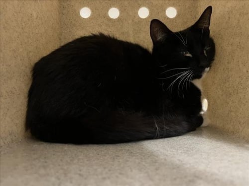 *BABY BELLA - Domestic Short Hair available for adoption
