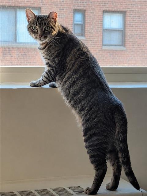 *ZAMBONI - Domestic Short Hair available for adoption