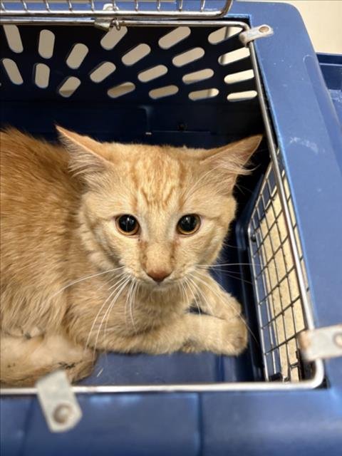 *TIP TOE - Domestic Short Hair available for adoption