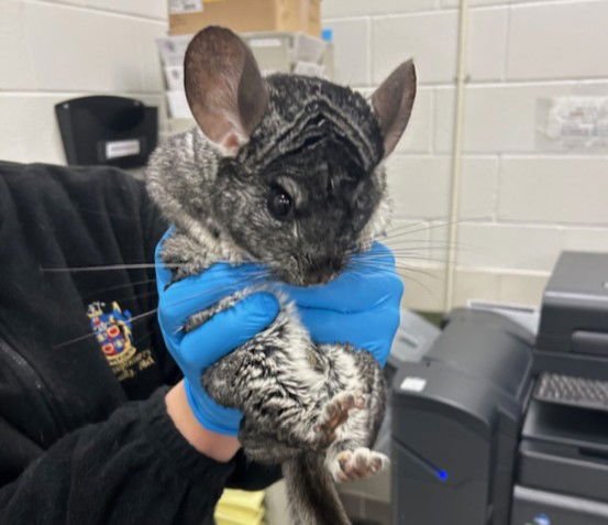 SONIC - Chinchilla available for adoption