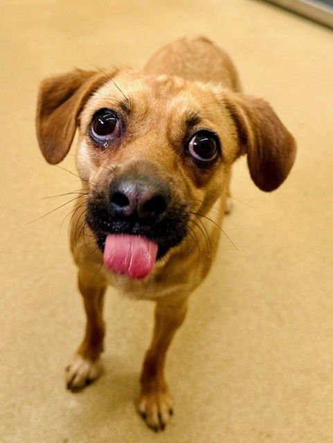 *PEAK - Chihuahua available for adoption