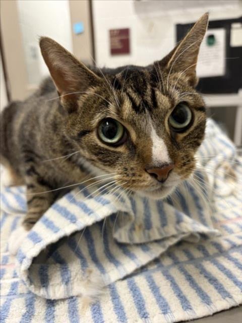 *SQUISHY - Domestic Short Hair available for adoption