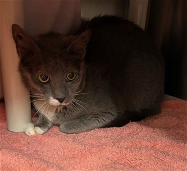 *JAMANI - Domestic Short Hair available for adoption