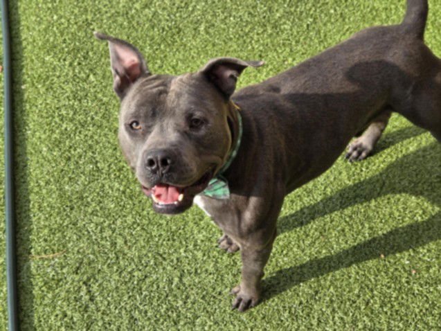 *CURTIS - American Pit Bull Terrier available for adoption