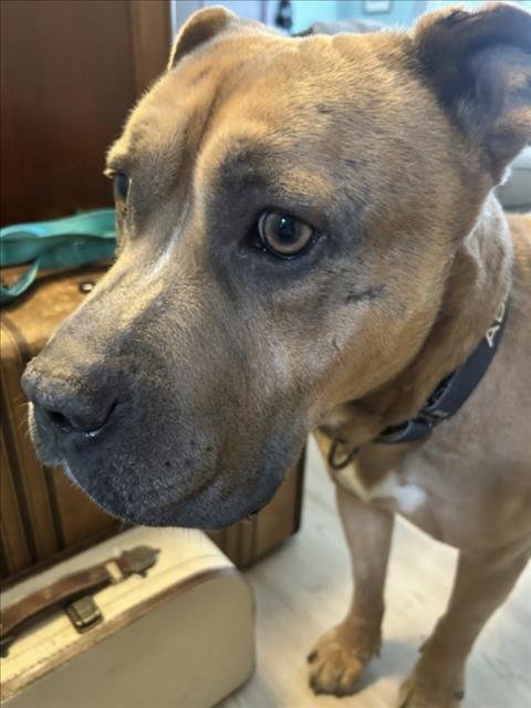 SIMBALUCCI - Mastiff available for adoption