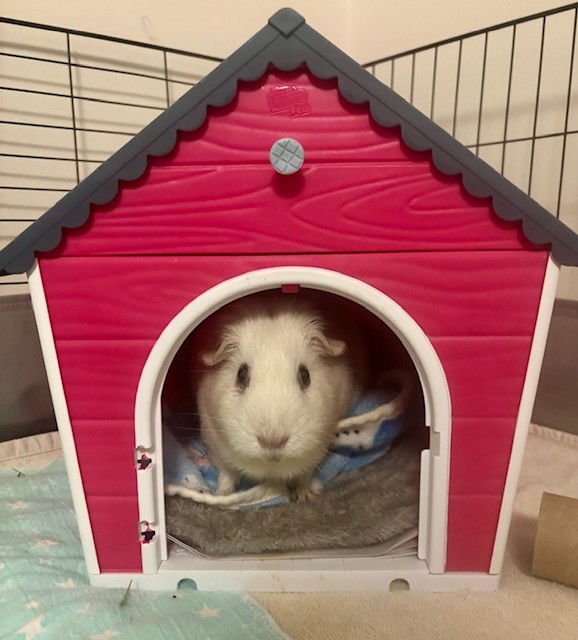*FINLANDIA - Guinea Pig available for adoption