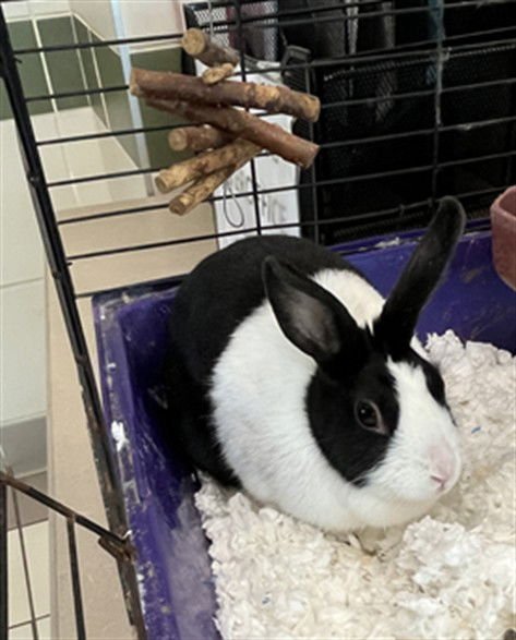 *PILLOW - Shorthaired Rabbit available for adoption