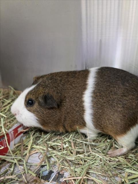 *BOSS - Guinea Pig available for adoption