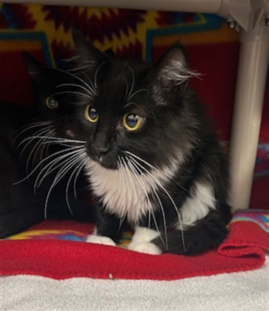 *SHADOWHEART - Domestic Long Hair available for adoption