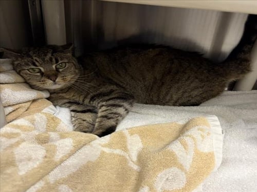 EMILIE - Domestic Short Hair available for adoption