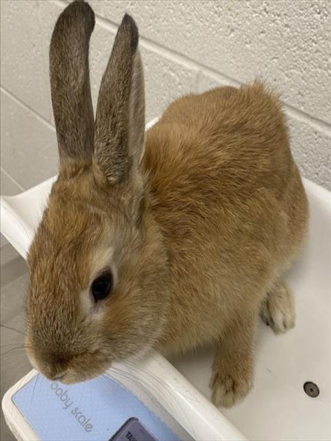 BROWNIE - Shorthaired Rabbit available for adoption