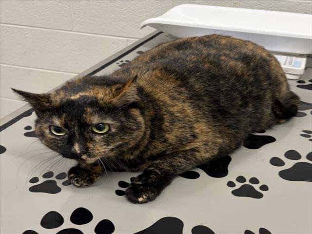 BLAIR - Domestic Short Hair available for adoption