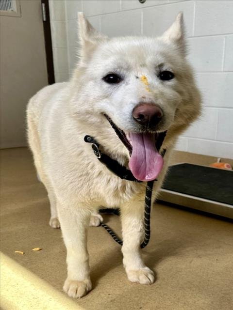 SKY - Siberian Husky available for adoption