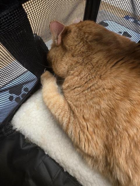 *CHALUPA - Domestic Short Hair available for adoption