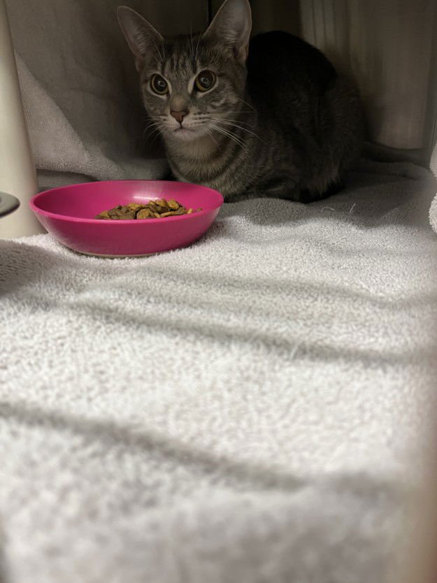 *LADY DANBURY - Domestic Short Hair available for adoption