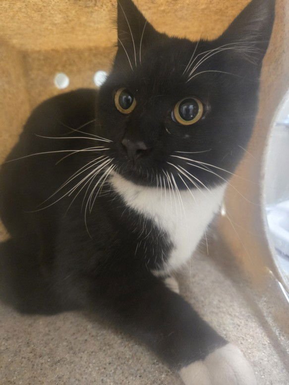 *SKITTERS - Domestic Short Hair available for adoption