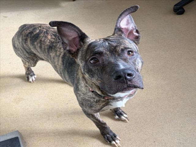 ROCKET - Staffordshire Bull Terrier available for adoption