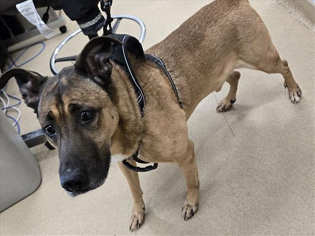 BENTLEY - German Shepherd Dog / Labrador Retriever available for adoption