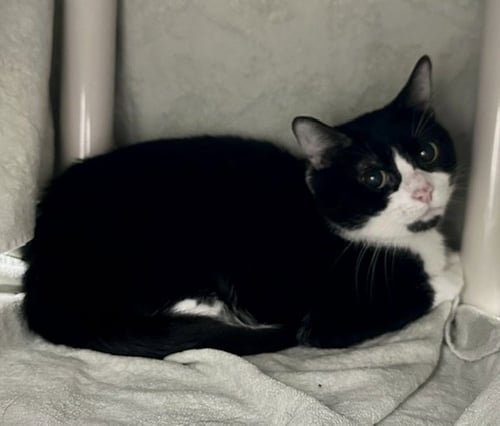 *BLUE RIBBON - Domestic Short Hair available for adoption