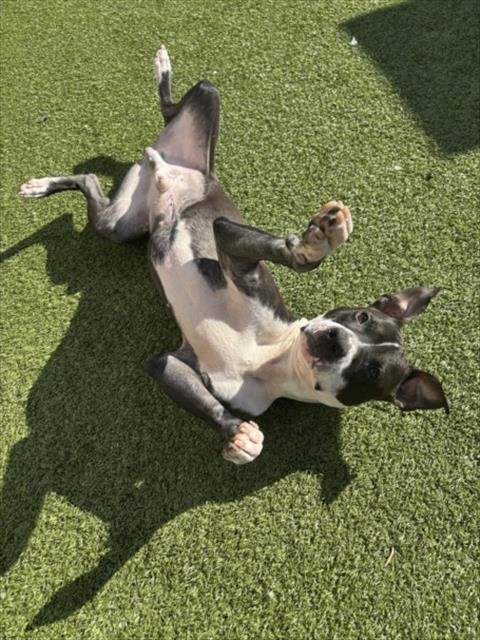 *GERMAINE - American Pit Bull Terrier available for adoption