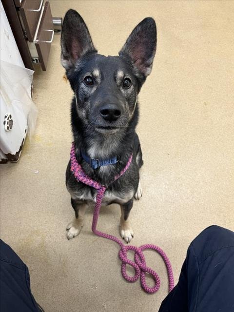 *IRWIN - Australian Kelpie available for adoption