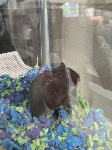 PISTACHIO - Gerbil available for adoption