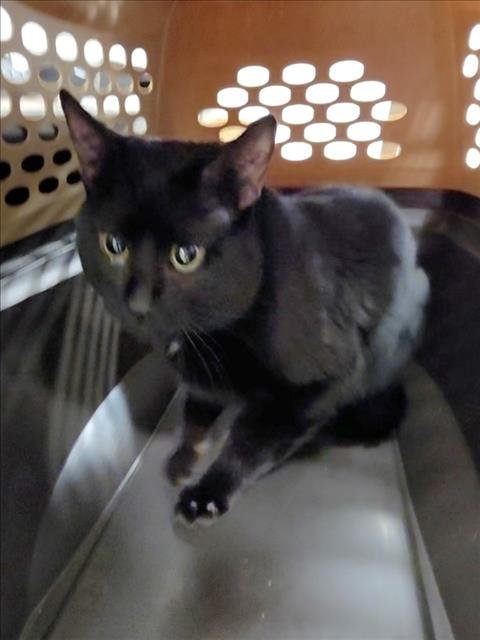 *ZANZIBAR - Domestic Short Hair available for adoption