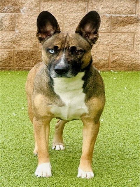 *FRESCA - Belgian Shepherd Malinois / Siberian Husky available for adoption