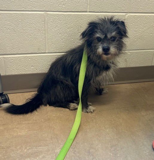 KHALA - Cairn Terrier available for adoption