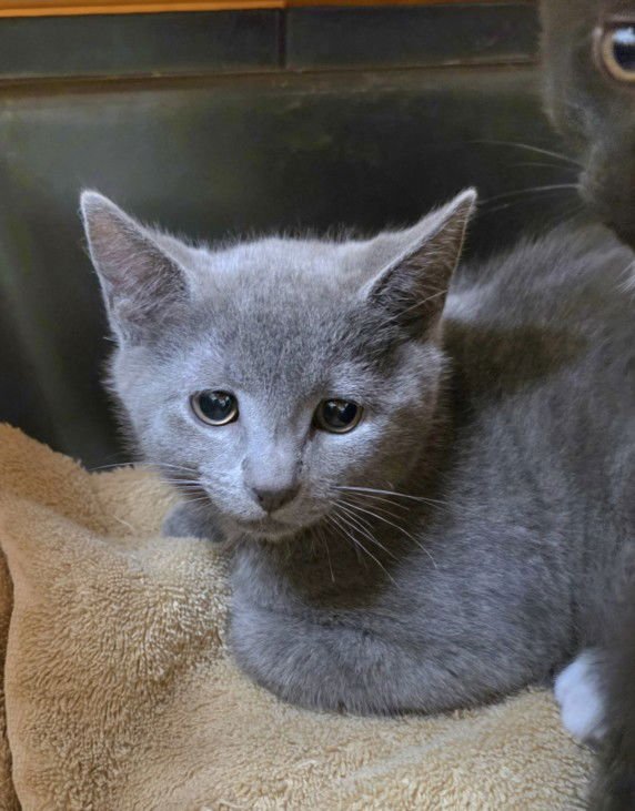 *CATLOAF - Domestic Short Hair available for adoption