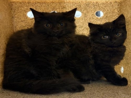 *VENICE - Domestic Medium Hair available for adoption