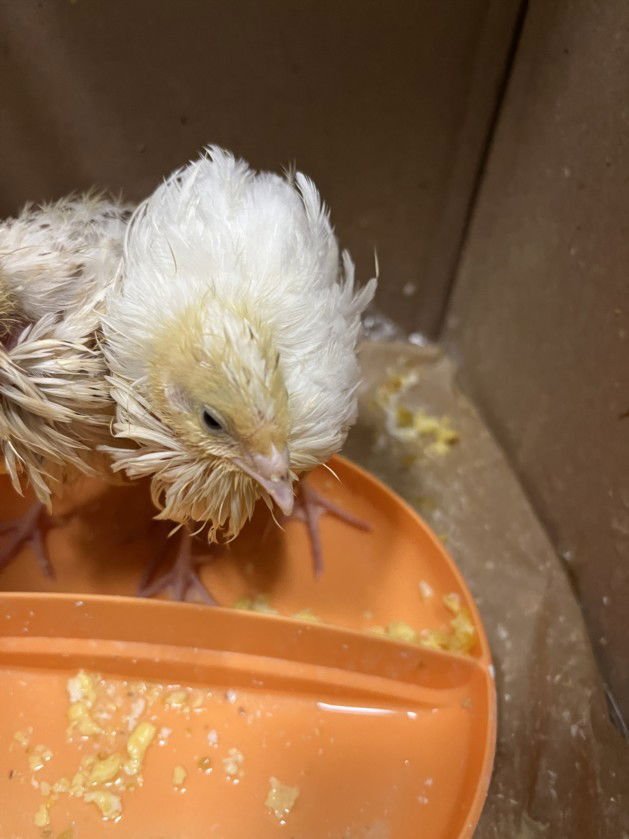 *QUINTON - Gamefowl available for adoption