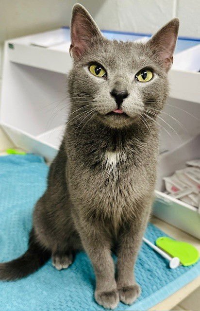 BISCUIT - Domestic Short Hair available for adoption