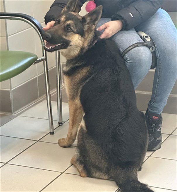 TESSA - German Shepherd Dog available for adoption