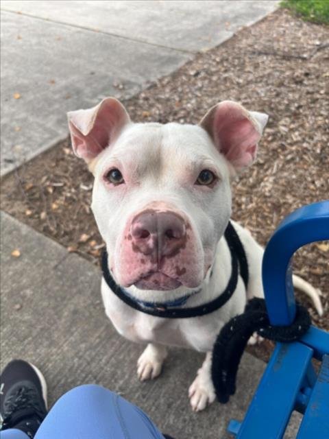 *IGNACIO - American Pit Bull Terrier available for adoption