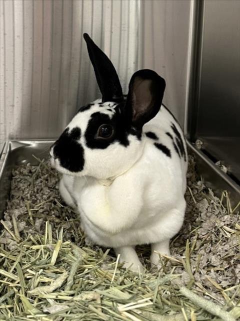 *TITI - Shorthaired Rabbit available for adoption