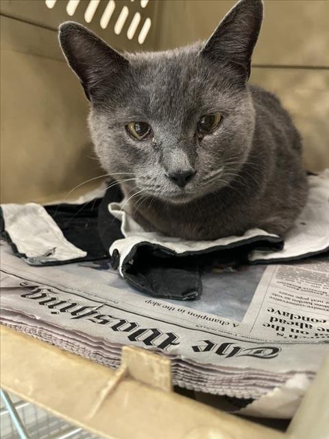 *TUNE - Domestic Short Hair available for adoption