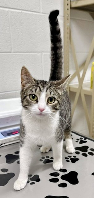 *FANCY - Domestic Short Hair available for adoption