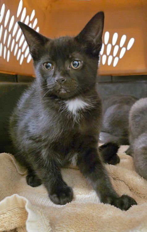 *PURRFECT VIBE - Domestic Short Hair available for adoption